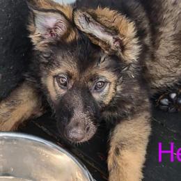 Girl 1 - Sable German Shepherd puppy in Crown Point, Indiana from Nordwolfe