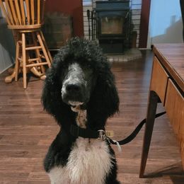 Jax's  - Poodle