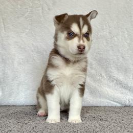 Bryn (Lavender) - Red and white female Siberian Husky puppy in Ellijay, Georgia from Appalachian Siberians LLC