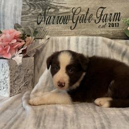 Buster - White and red male Border Collie puppy in Moody, Texas from Narrow Gate Farm