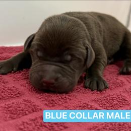 Blue Collar Male - Chocolate male Labrador Retriever puppy in Tacoma, Washington from Triple H Farm