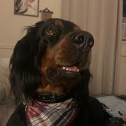 Maggie  - Gordon Setter