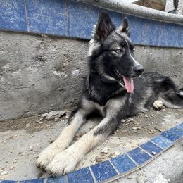 Loona - Siberian Husky