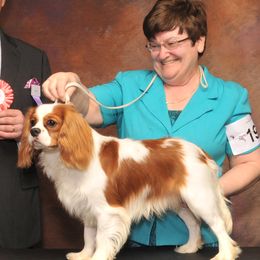 Cavalier King Charles Spaniels, Dalmatians, and Swedish Vallhunds from Snowood Dalmatians and Cavaliers
