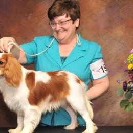 Cavalier King Charles Spaniels, Dalmatians, and Swedish Vallhunds from Snowood Dalmatians and Cavaliers