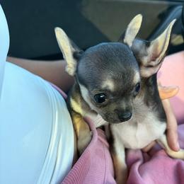 Angeline - Black and tan female Chihuahua puppy in Eustis, Florida from Chichianna's Legacy