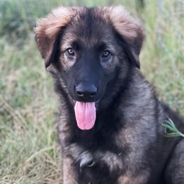 Very Dark Sable Girl - Sable German Shepherd puppy in Salisbury Ctr, New York from Harris German Shepherds