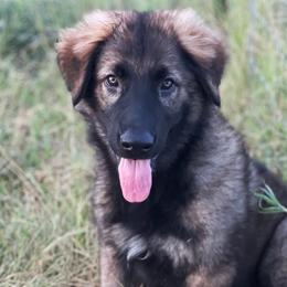 Very Dark Sable Girl - Sable German Shepherd puppy in Salisbury Ctr, New York from Harris German Shepherds