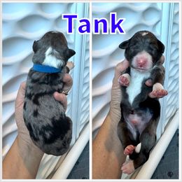 Tank - Blue merle male Bernedoodle puppy in Banner Elk, North Carolina from Walnut Tree Bernedoodles