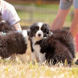 Border Collie Puppies from Balmoral Border Collies