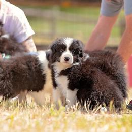 Border Collie Puppies from Balmoral Border Collies