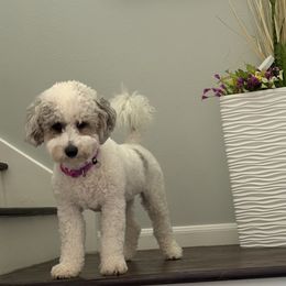 Aussiedoodle All Grown Up from Poodles and Doodles Most Excellent Adventures