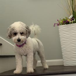 Aussiedoodle All Grown Up from Poodles and Doodles Most Excellent Adventures