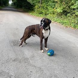 Texas - Boxer