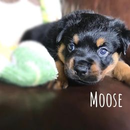 Rottweiler Puppies from Alpha Co. Rottweilers