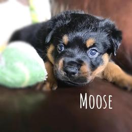 Rottweiler Puppies from Alpha Co. Rottweilers