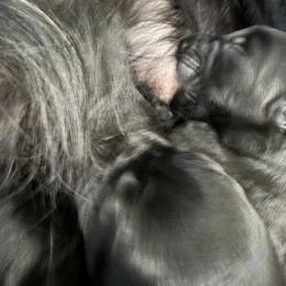 Girl 4 - Black female Giant Schnauzer puppy in Bois D’arc, Missouri from Down Low Kennels