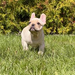 French Bulldog puppies from Ranch Royale