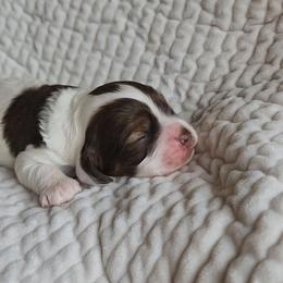 AKC Clue - Brown white and tan male Cocker Spaniel puppy in New Market, Tennessee from Down in the Holler
