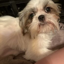 Violet - Shih Tzu