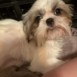 Violet - Shih Tzu