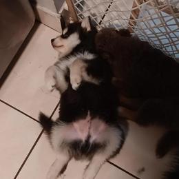 Pomsky Puppies from Your Friend Seamus' Studds