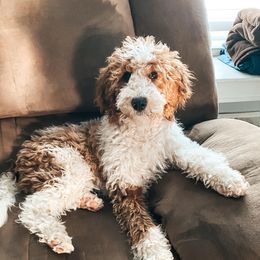 Opal - Goldendoodle