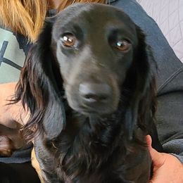 Tina - Dachshund