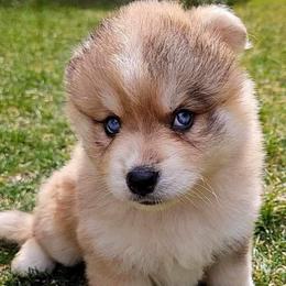 Caroline - Merle Pomsky puppy in Oak Forest, Illinois from Illinois Poms