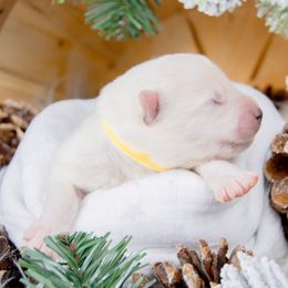 Willow - White and biscuit female Samoyed puppy in West Jordan, Utah from Rocky Mountain Samoyeds