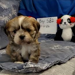 Boy S2 - Golden male Lhasa Apso puppy in Norman, Oklahoma from Steve's Puppies
