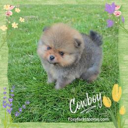 Cowboy - Orange sable male Pomeranian puppy in Eatonville, Washington from Foxy Forest Poms