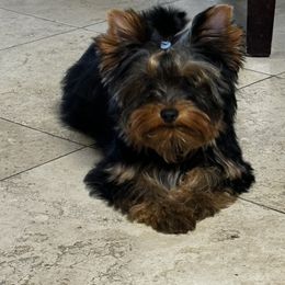 Yorkshire Terrier Puppies from TX Yorkies