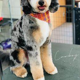 Cowboy - Bernedoodle