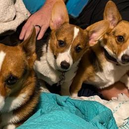 Pembroke Welsh Corgis from Dawnmarie Loftis