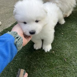 Samoyed Puppies from The Floof Brigade