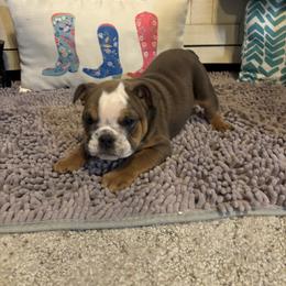 Aussiedoodle, Bulldog, Miniature Australian Shepherd, Poodle, and Toy Australian Shepherd Puppies from Mowry Creek Mini Aussiedoodles and More