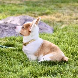 Pembroke Welsh Corgis from Blacktail Mountain Corgis