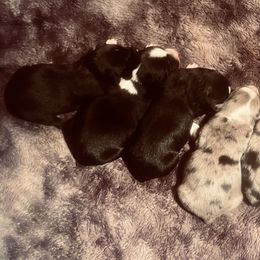 Miniature Australian Shepherd Puppies from Broken T Australian Shepherds