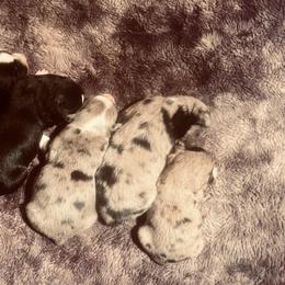 Miniature Australian Shepherd Puppies from Broken T Australian Shepherds