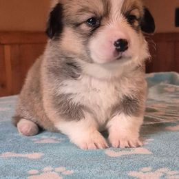 Miss Tinsel - Sable female Pembroke Welsh Corgi puppy in Checotah, Oklahoma from Skoal Creek Corgi's