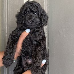 Chase - Black Poodle puppy in Valdosta, Georgia from Posh Poodles