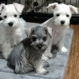 Miniature Schnauzers from Rebecca Gomez's Miniature Schnauzers