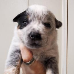 Half mask - Blue speckled male Australian Cattle Dog puppy in Lenoir, North Carolina from Blue Coyote Ranch