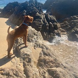Froto - Irish Terrier