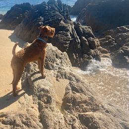 Froto - Irish Terrier