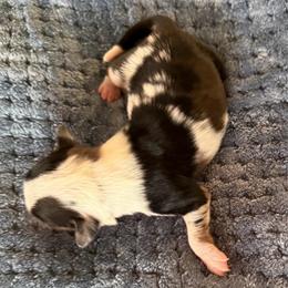 Chance - Blue merle male Miniature American Shepherd puppy in Milton Freewater, Oregon from Sparkling Cross Toy & Mini Aussies