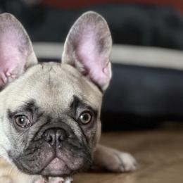 Rain/Girl 1 - Blue fawn French Bulldog puppy in Cave Junction, Oregon from Oregon Frenchie Paradise