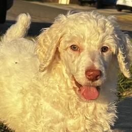 Poodles from Poodles of Valor