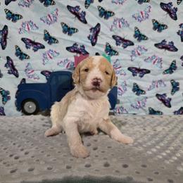 Donald - Parti male Labradoodle puppy in Weatherford, Texas from Oodles of poodles and doodles